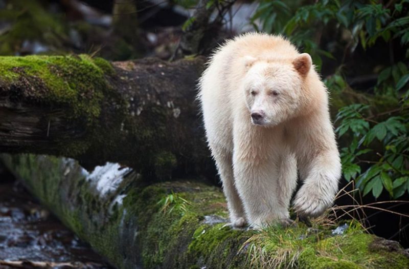 Greenpeace confused an albino grizzly with a polar bear and sent it to ...